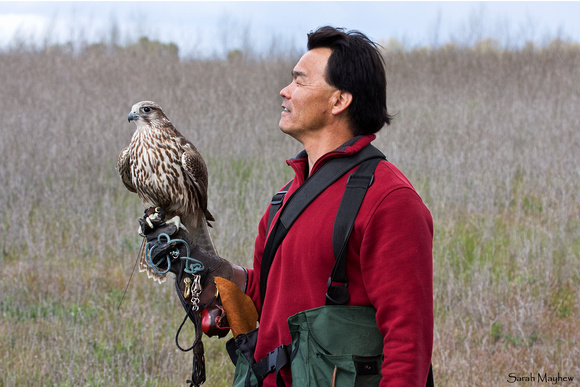 Alan Igarashi with Lakota-3/4 Gyre/1/4 Saker Falcon