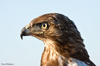 Boadicea-Red-tailed Hawk-Caroline Smith