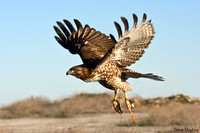 Boadicea-Red-tailed Hawk-Caroline Smith